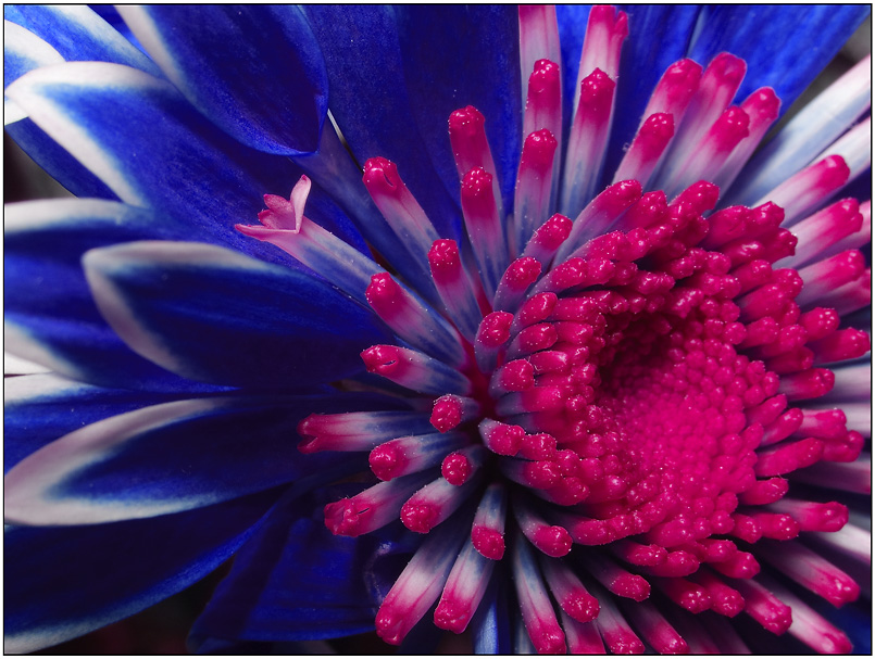 Фото жизнь (light) - Лев Давыдов - макроскопия - Невиданный цветок...