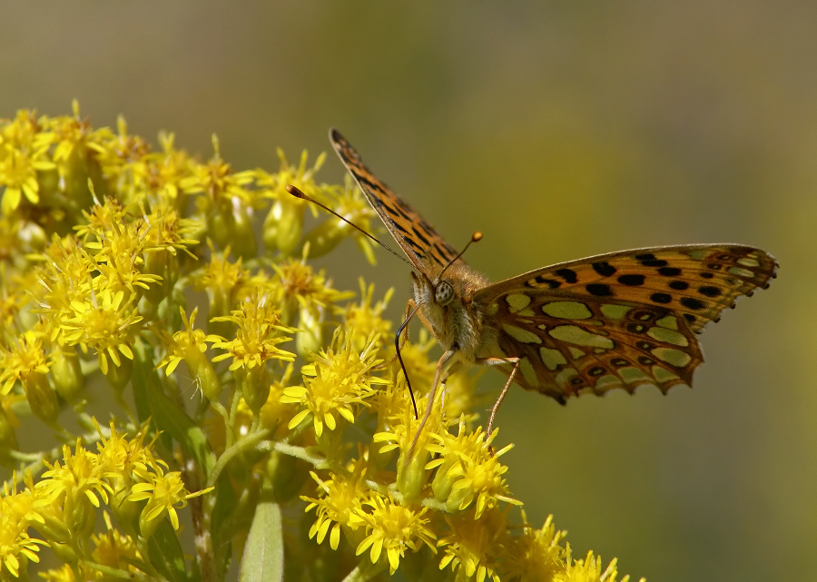 Фото жизнь (light) - Чепленко Алексей - корневой каталог - ***