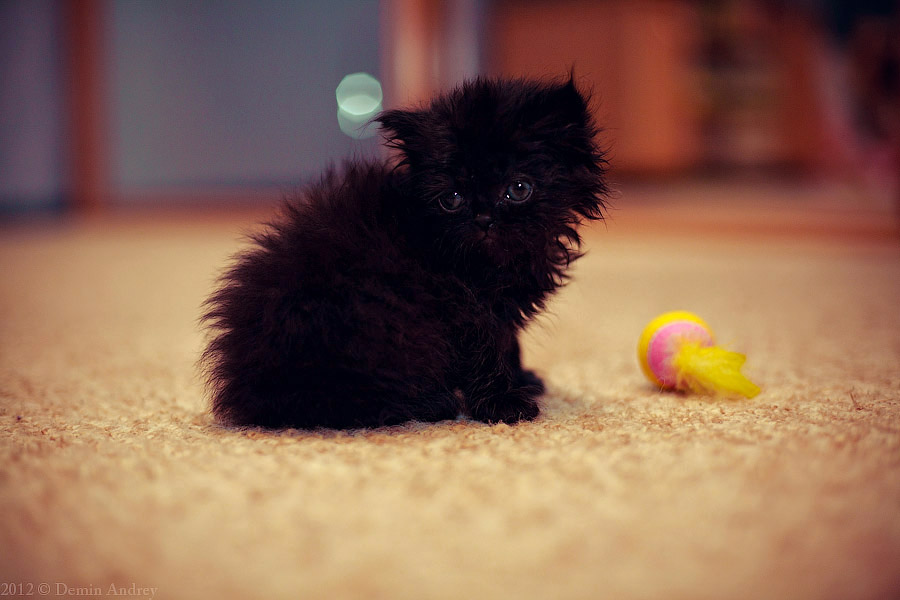 Фото жизнь (light) - Андрей Дёмин - Разное - ***