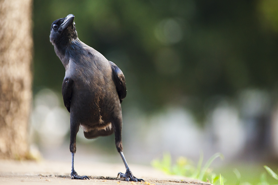 Фото жизнь (light) - PhotoSD - Цейлон - Танцующая ворона