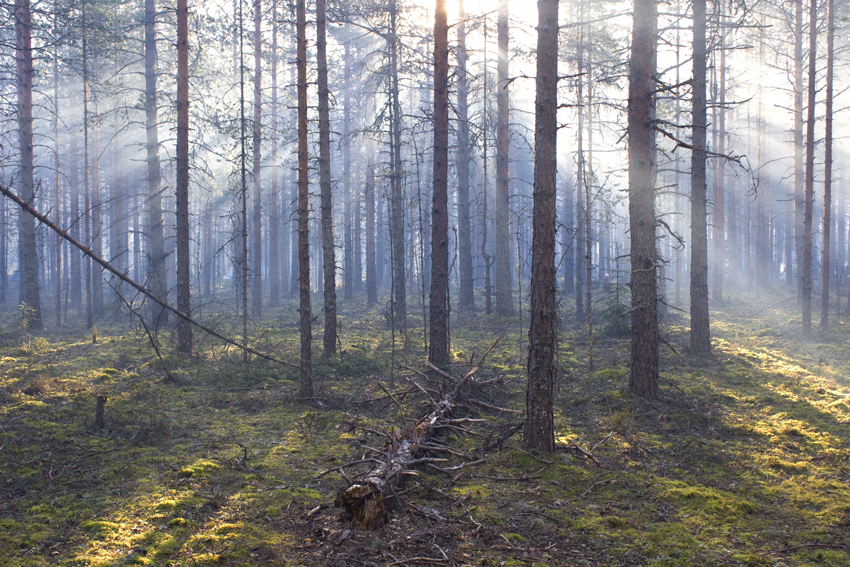 Фото жизнь (light) - Алексей Шлыков - корневой каталог - утро в карельском лесу