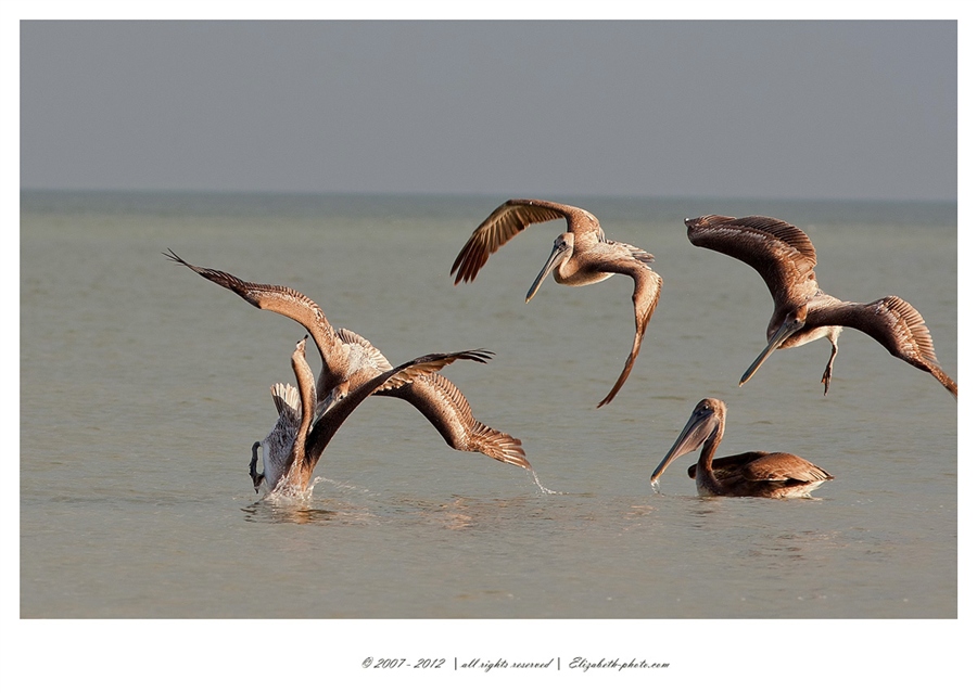Foto Life - Elizabeth - păsări şi animale sălbatice: SUA (Florida) - Vanatoare pelicani 