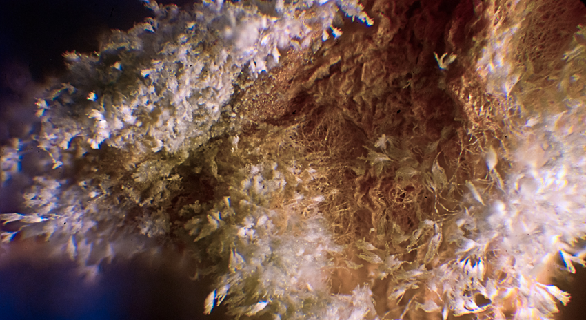 Фото жизнь (light) - usater - Вооруженным глазом - Голубая плесень под микроскопом (60х)