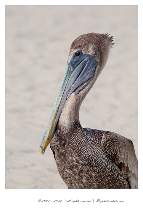 Viaţa Foto - Elizabeth - păsări şi animale sălbatice: SUA (Florida) - Brown Pelican - American Brown Pelican