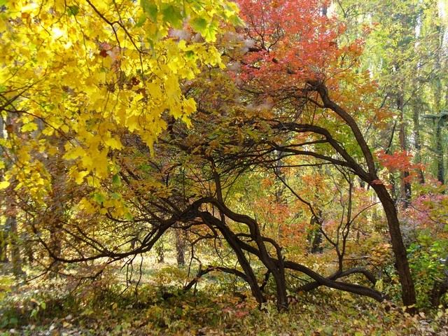 Фото жизнь (light) - Фотодуэт-Самара - корневой каталог - Осенний пейзаж