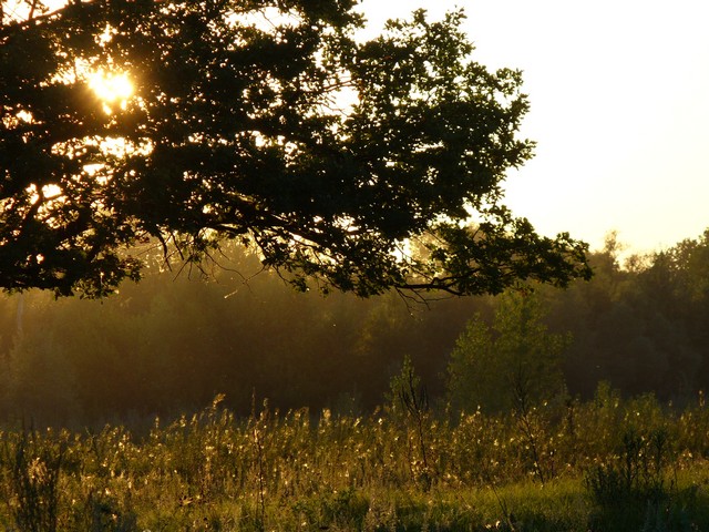 Фото жизнь (light) - Фотодуэт-Самара - корневой каталог - Солнца луч сквозь ветви дуба
