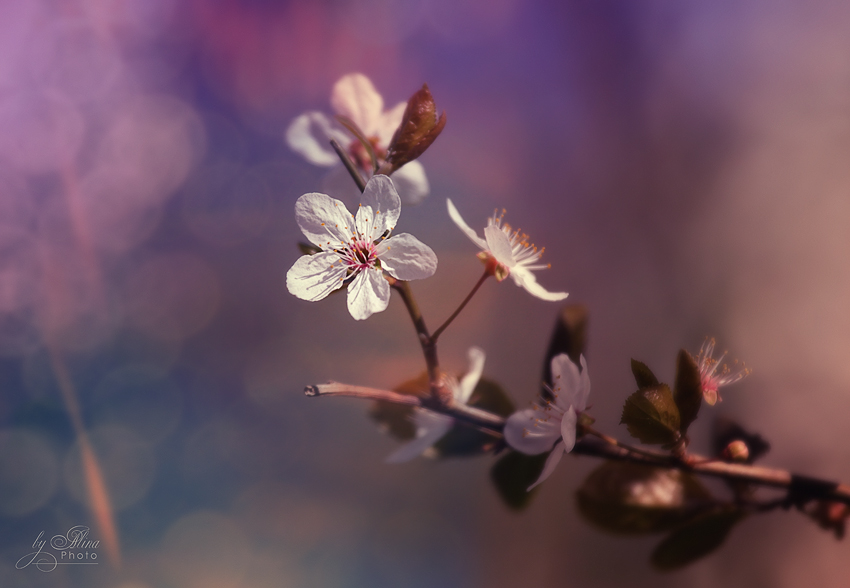 Фото жизнь (light) - lona - цветы - ***