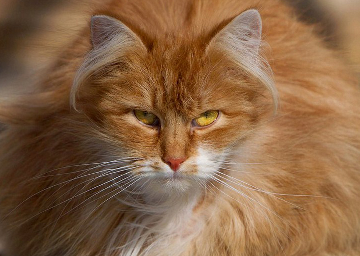 Фото жизнь (light) - ksvser - корневой каталог - Мартовский