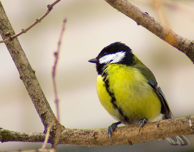 Фото жизнь - Haiwian - птички и животные - Пережившим зиму посвящается...