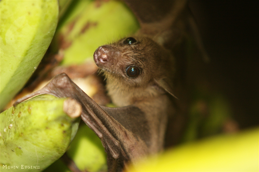 Банановый воришка