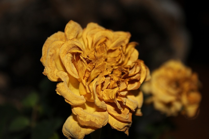 Фото жизнь (light) - JulJul - Nature - розы