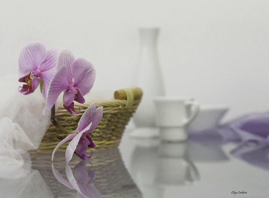 Фото жизнь (light) - Lilliya - корневой каталог - Утро с орхидеей