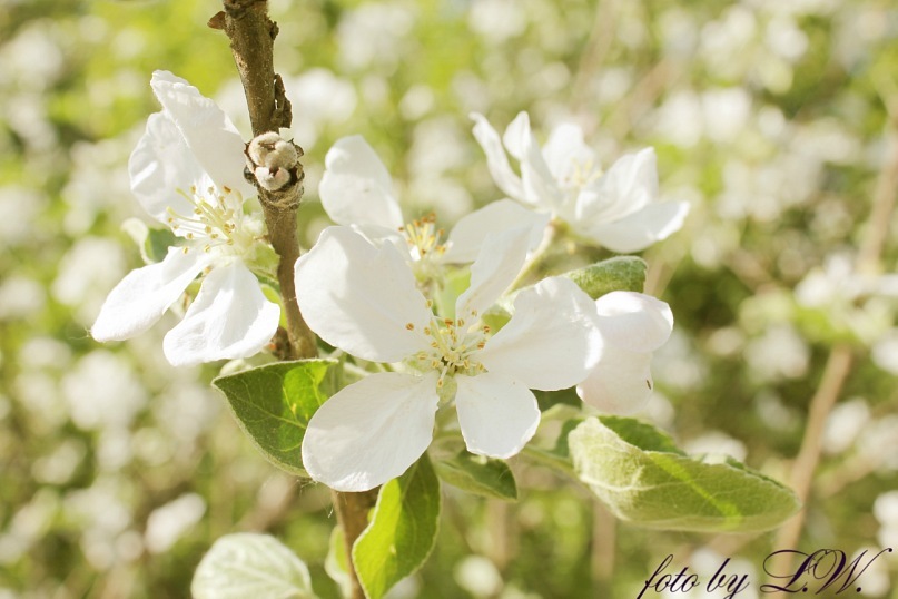 Фото жизнь (light) - JulJul - Nature - яблоня цветет