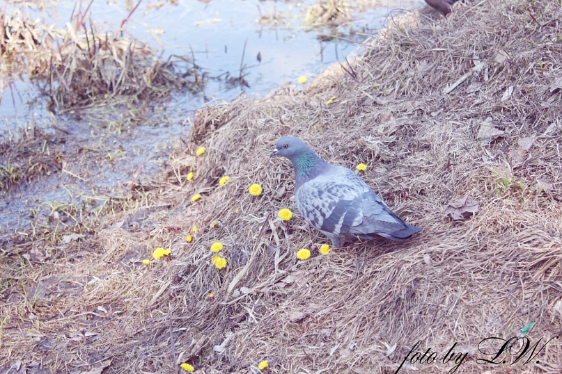 Фото жизнь (light) - JulJul - Animal - **