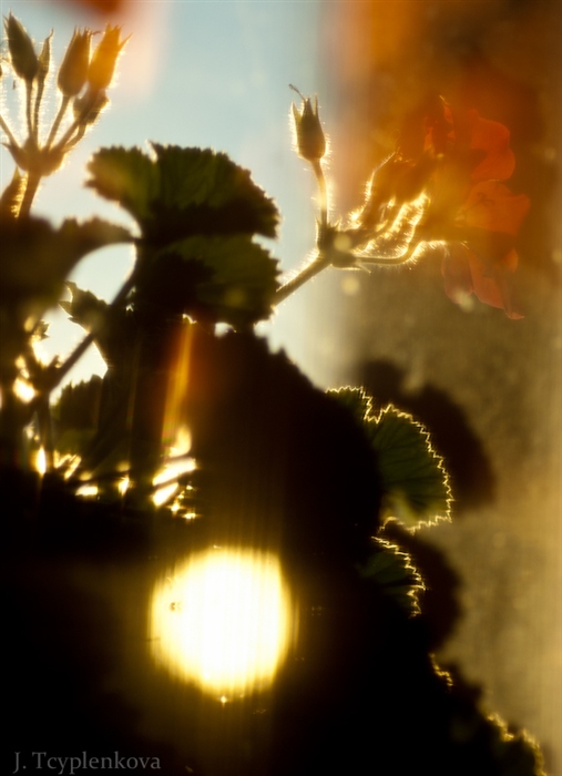 солнце на оконце