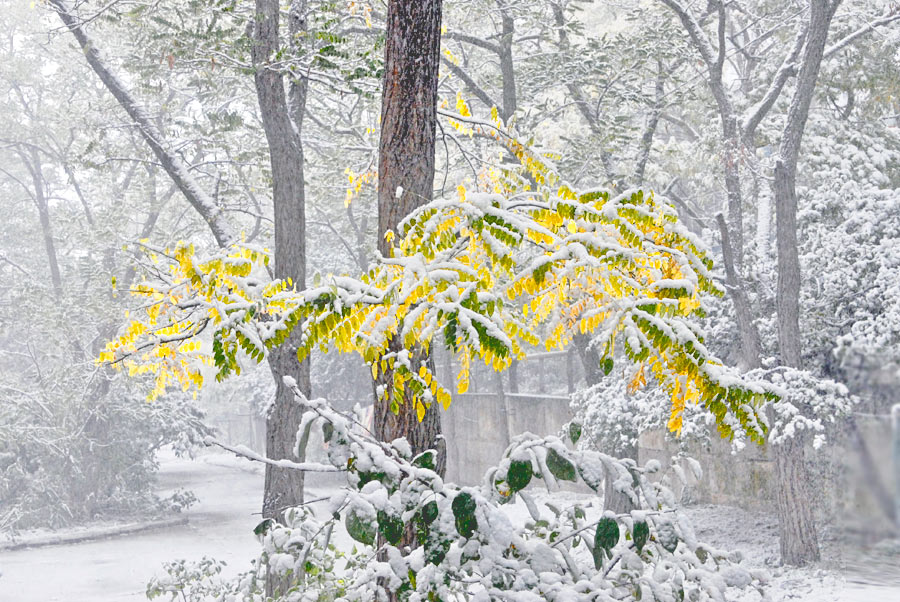 Фото жизнь (light) - viton - Кимммерия - чудное мгновение зимы