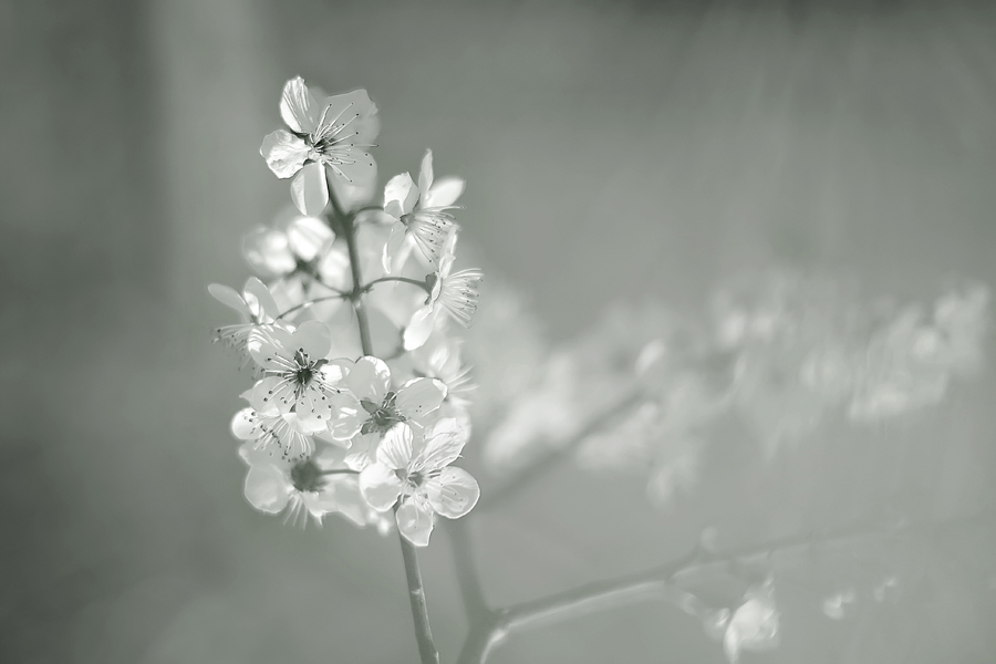 Фото жизнь (light) - natia apkhaidze - Plants & Flowers - ...