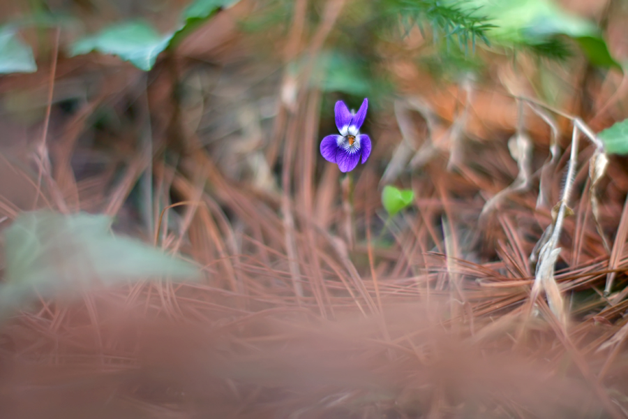 Фото жизнь (light) - natia apkhaidze - Plants & Flowers - ..