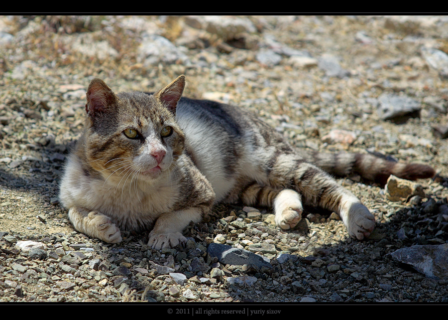 Фото жизнь (light) - Yuriy Sizov - Animals  -  Cat from Rhodes
