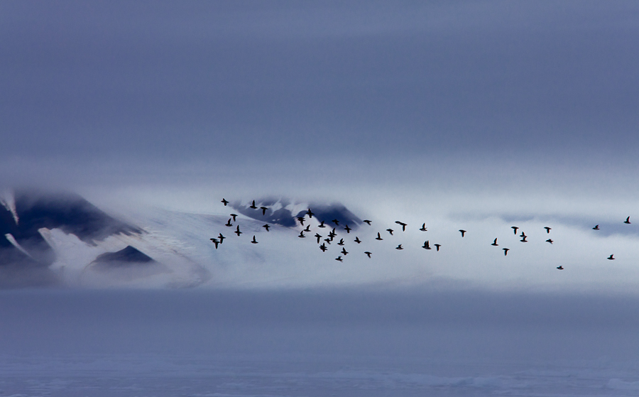Фото жизнь (light) - PhotoSD - Северный Полюс - Луч света в царстве тумана