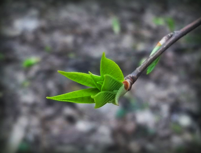 Фото жизнь (light) - Allatao - Природа и пейзажи - Весна