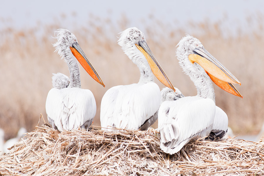 Фото жизнь (light) - Андрей Гончаров - Фотоохота - Кудрявые пеликаны