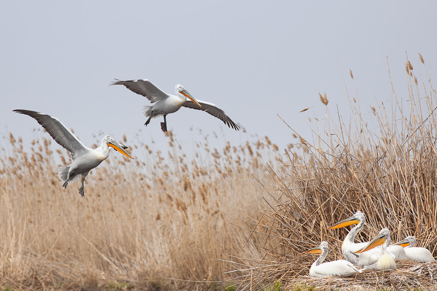 Фото жизнь (light) - Андрей Гончаров - Фотоохота - Колония пеликанов в дельте Волги
