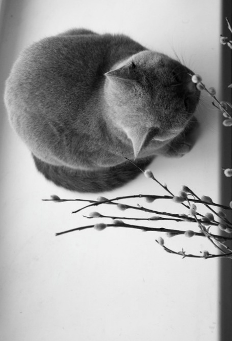 Фото жизнь (light) - Olga Oskina - корневой каталог - ...