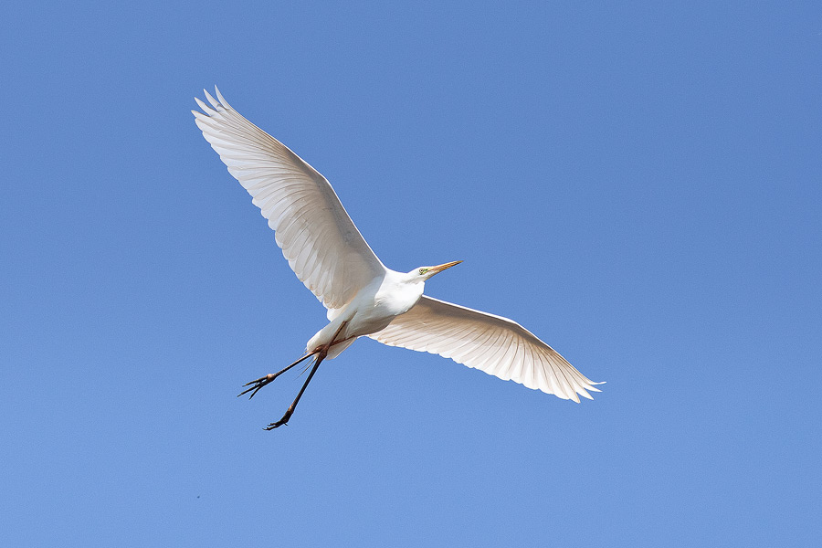 Фото жизнь (light) - Андрей Гончаров - Фотоохота - Большая белая цапля (Egretta alba)