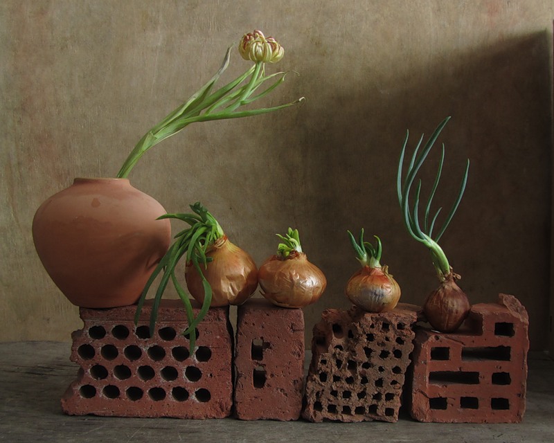 Фото жизнь (light) - TORTILLA - ЛУКОВЫЙ - а это ещё кто пристраивается на наш забор к деткам ?