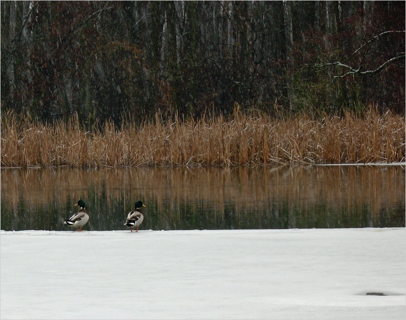 Фото жизнь (light) - INN - корневой каталог - ---