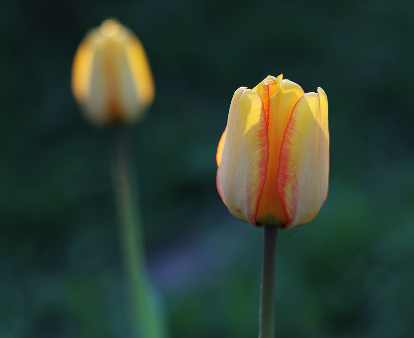 Фото жизнь (light) - Андрей Кладов - корневой каталог - Вечерние фонарики