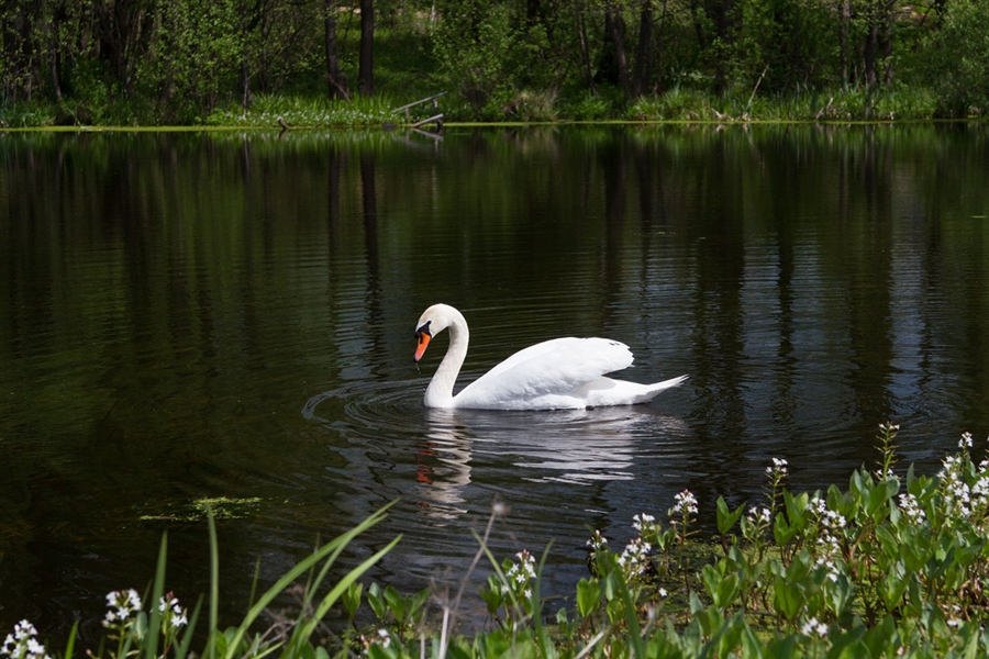 Лебедь на лебедином озере
