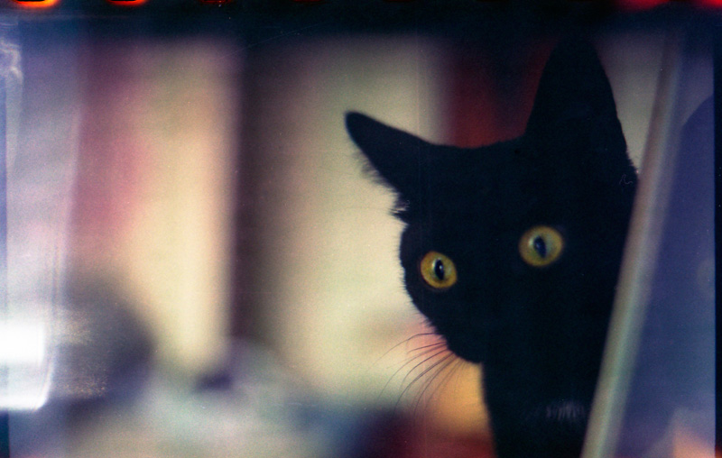 Фото жизнь (light) - stonch - Пленка - Cat