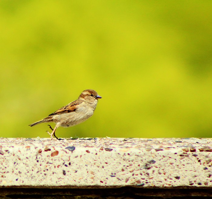 Фото жизнь (light) - smile_durb - корневой каталог - Birdy