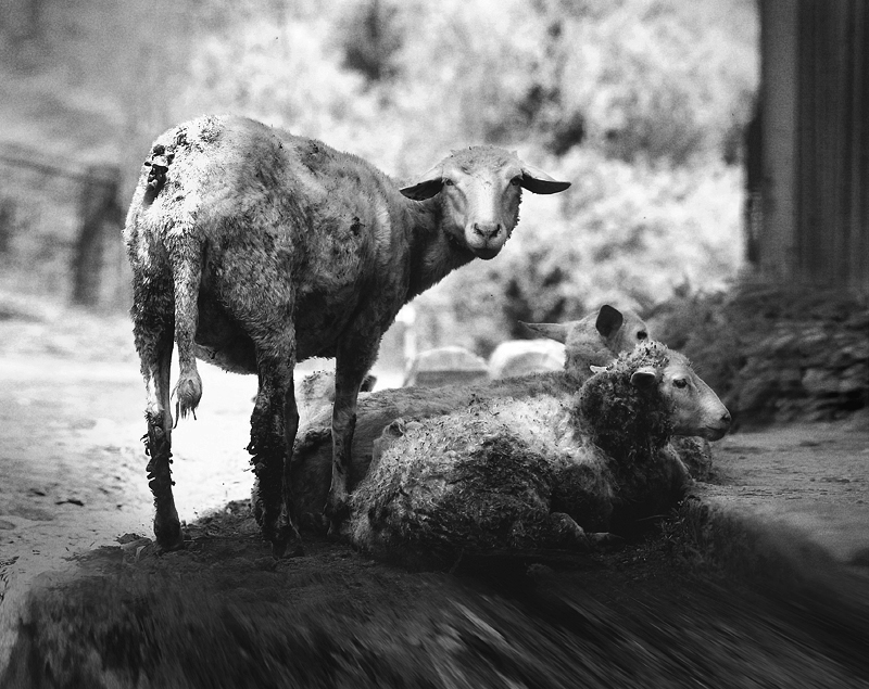 Фото жизнь - smile_durb - корневой каталог - А вы считаете овечек перед сном?