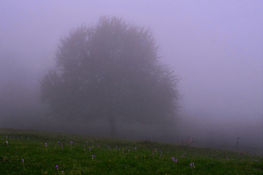 Фото жизнь (light) - Alexander Baghdasaryan - корневой каталог - Дерево в тумане