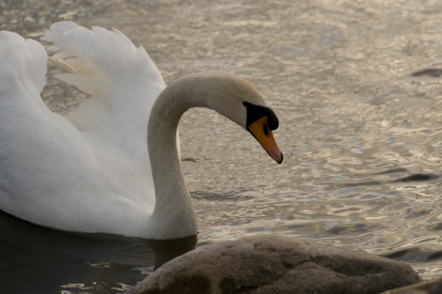 Фото жизнь (light) - ANikandrov - Животные и птицы - Белый лебедь...