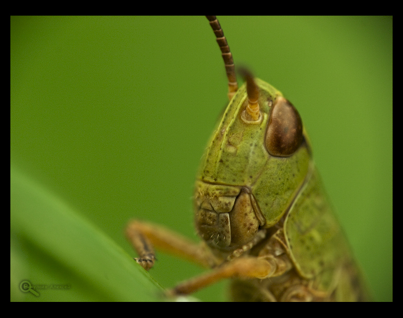 Фото жизнь (light) - Алексей Викулаев - Macro Insects - Потрет кузнеца