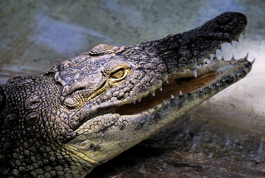 Фото жизнь - green - корневой каталог - Крокодил  НЕ  Гена