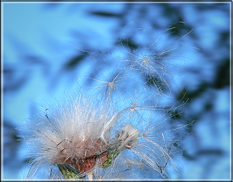 Фото жизнь (light) - Marishka - корневой каталог - Синий ветер
