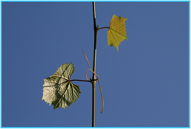 Фото жизнь (light) - Alfiya - макро..листушки.. и прочие явления с деревцами .. - природный компас: восток-запад, север-юг...