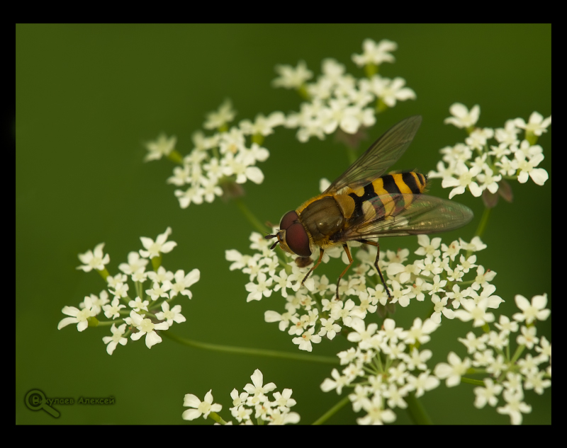 Фото жизнь (light) - Алексей Викулаев - Macro Insects - На взлетной полосе