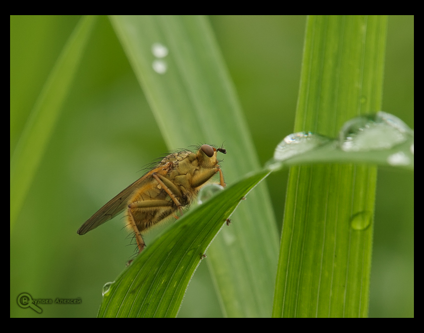 Фото жизнь (light) - Алексей Викулаев - Macro Insects - Не подходи! Уколишься!