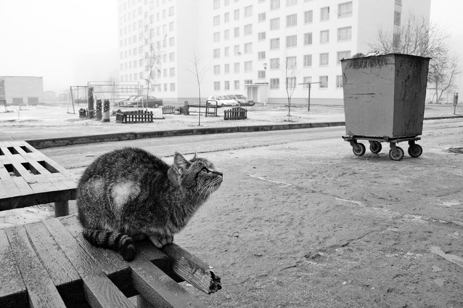 Фото жизнь (light) - Игорь Головачев - глава первая - Утренний коте