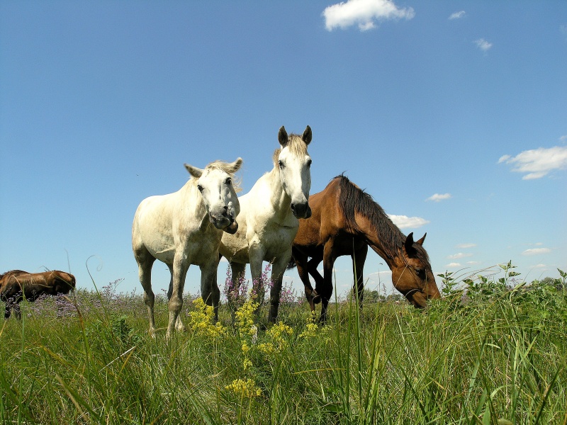 Фото жизнь (light) - Yaroslav - корневой каталог - Как улыбаются кони.