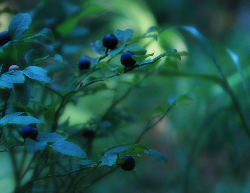 Фото жизнь (light) - Villy - корневой каталог - just blueberry season