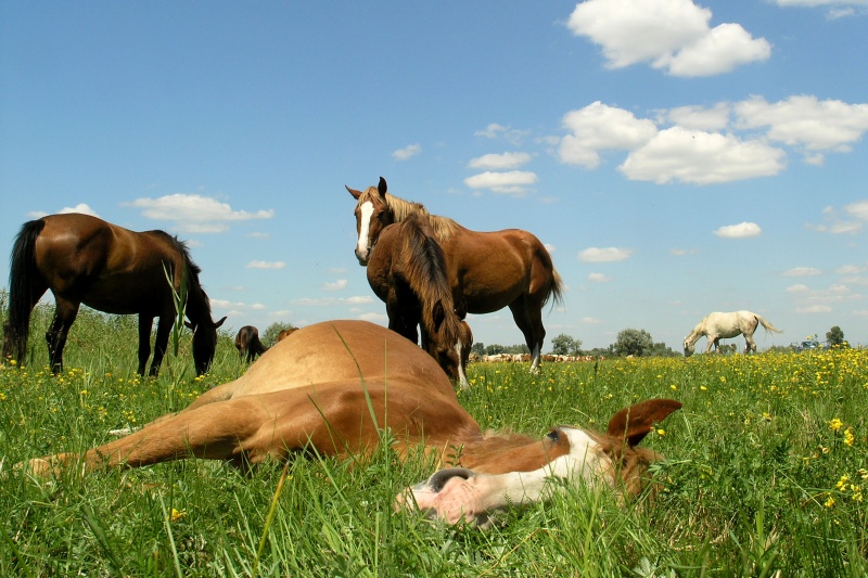 Фото жизнь (light) - Yaroslav - корневой каталог - Спать по лошадиному.