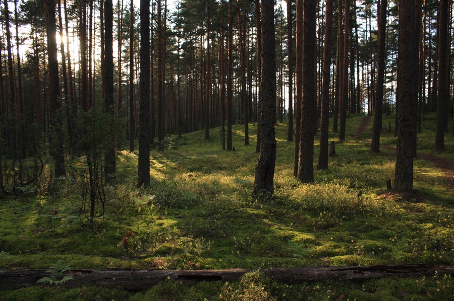 Фото жизнь