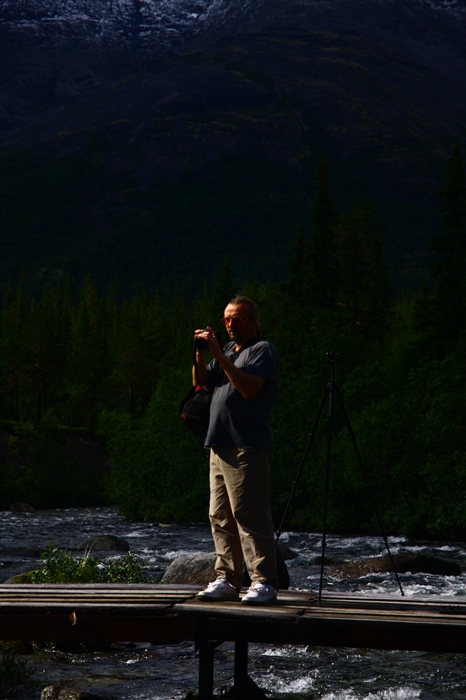 Полярные маки